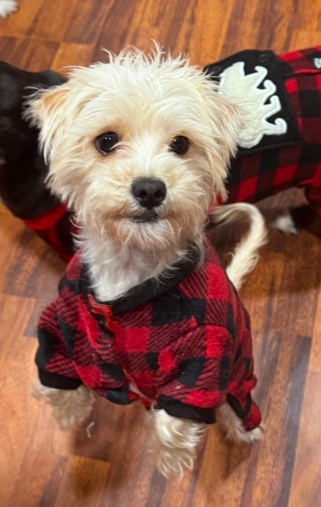 Amari, an adoptable Havanese, Terrier in Pomona, NY, 10970 | Photo Image 3