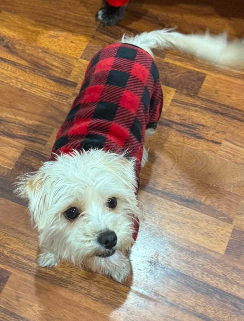 Amari, an adoptable Havanese, Terrier in Pomona, NY, 10970 | Photo Image 4