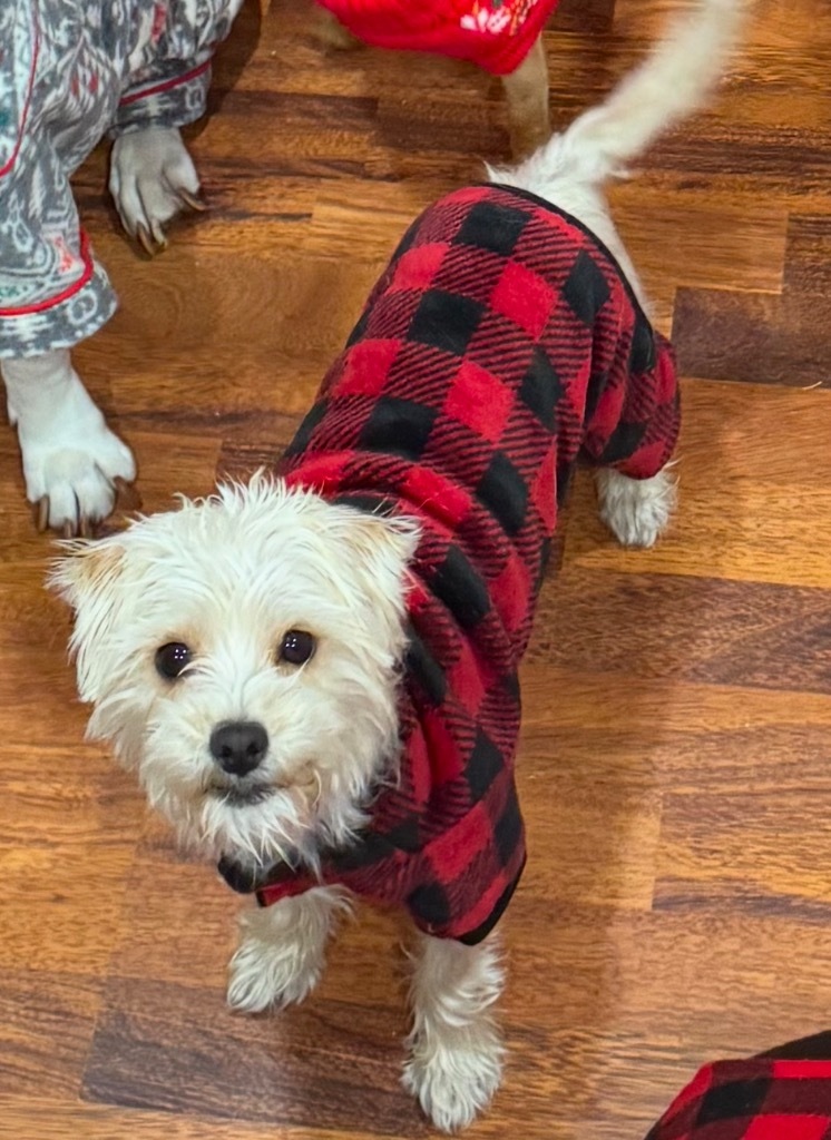 Amari, an adoptable Havanese, Terrier in Pomona, NY, 10970 | Photo Image 5