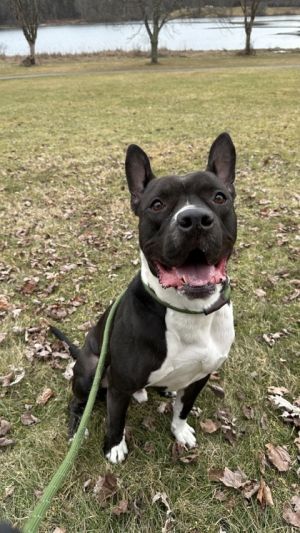 Lucas, Adult Male Mixed Breed