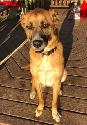 Kona, Adult Female Shepherd