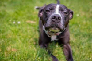 Lola, Adult Female Pit Bull Terrier