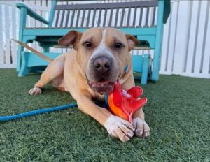 Snoop Dog, Adult Male Pit Bull Terrier
