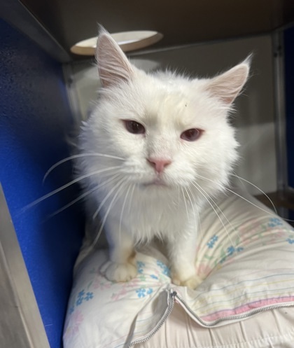 Mr. Mellow (Melvin), an adoptable Himalayan, Domestic Short Hair in Clarks Summit, PA, 18411 | Photo Image 1