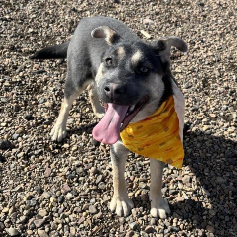 Misty, an adoptable Shepherd, Mixed Breed in Show Low, AZ, 85901 | Photo Image 1