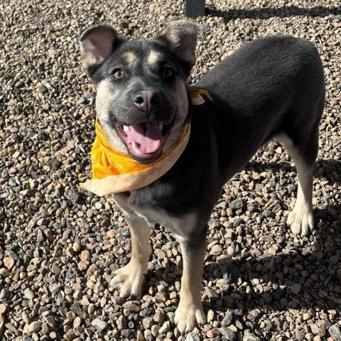 Misty, an adoptable Shepherd, Mixed Breed in Show Low, AZ, 85901 | Photo Image 2