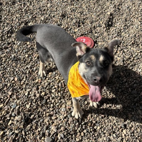 Misty, an adoptable Shepherd, Mixed Breed in Show Low, AZ, 85901 | Photo Image 3