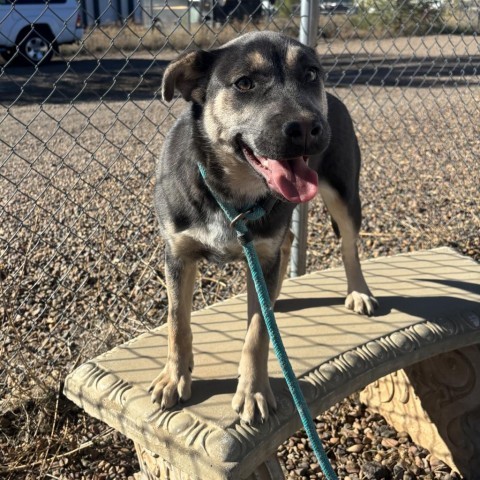 Misty, an adoptable Shepherd, Mixed Breed in Show Low, AZ, 85901 | Photo Image 4