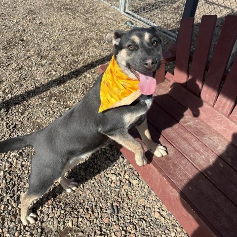 Misty, an adoptable Shepherd, Mixed Breed in Show Low, AZ, 85901 | Photo Image 5