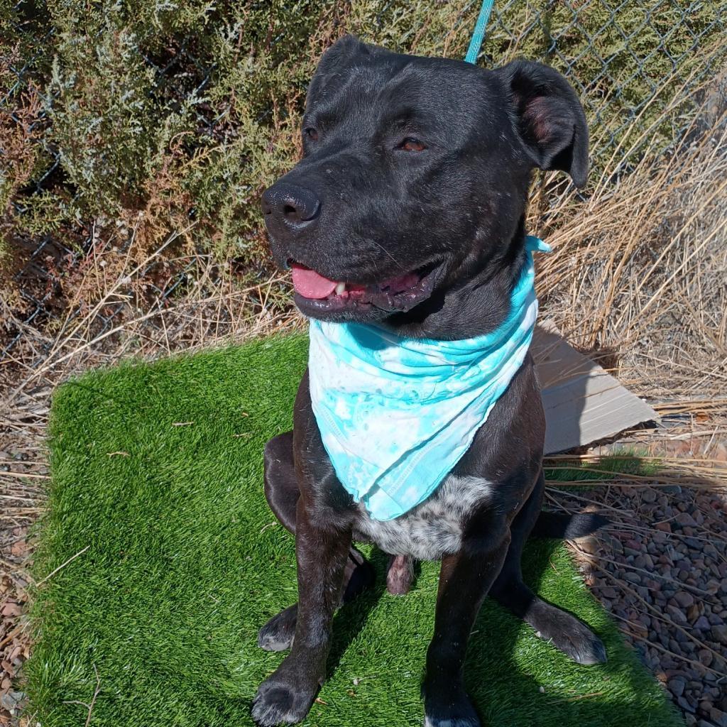 Kylo, an adoptable Pit Bull Terrier, Mixed Breed in Show Low, AZ, 85901 | Photo Image 1