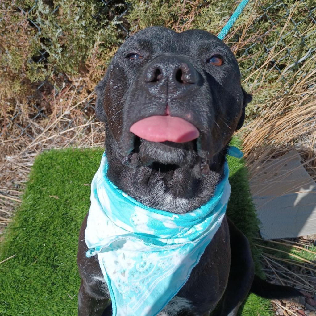 Kylo, an adoptable Pit Bull Terrier, Mixed Breed in Show Low, AZ, 85901 | Photo Image 2