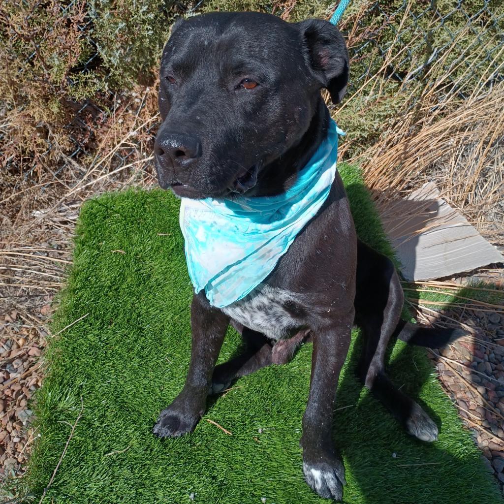 Kylo, an adoptable Pit Bull Terrier, Mixed Breed in Show Low, AZ, 85901 | Photo Image 3