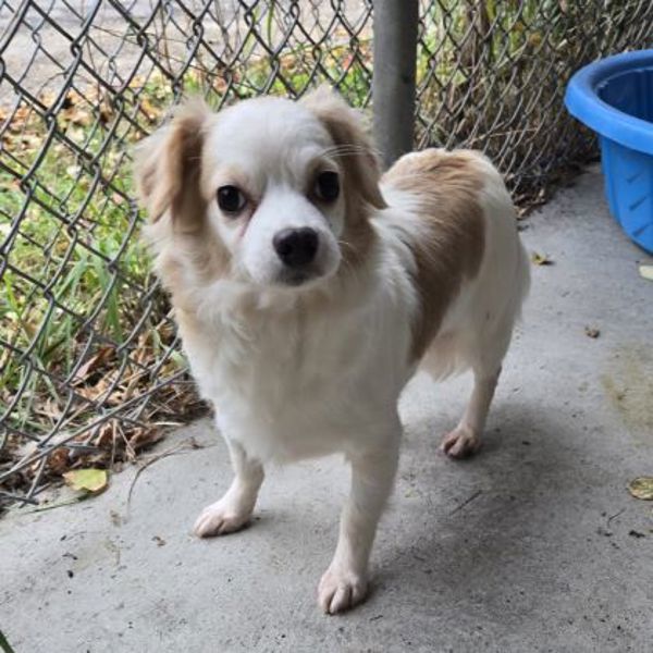 Abby, an adoptable Havanese in Oakville, ON, L6J 7S8 | Photo Image 1