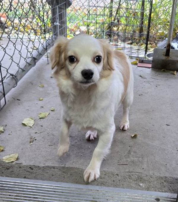 Abby, an adoptable Havanese in Oakville, ON, L6J 7S8 | Photo Image 2