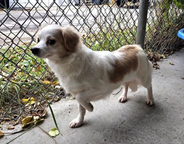 Abby, an adoptable Havanese in Oakville, ON, L6J 7S8 | Photo Image 3