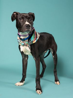Hello future best friend Im Tint a 1-year-old 31-pound ball of love and joy Ive got the perfe
