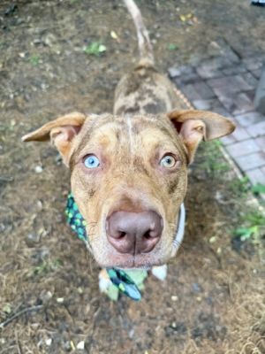 Baratheon Mixed Breed Dog
