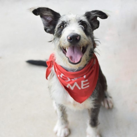 Fraggle, an adoptable Mixed Breed in Kailua Kona, HI, 96740 | Photo Image 1