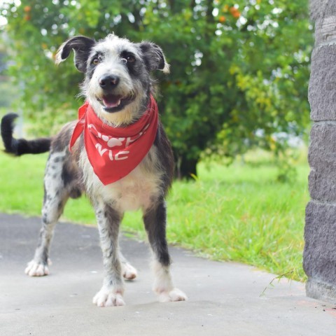 Fraggle, an adoptable Mixed Breed in Kailua Kona, HI, 96740 | Photo Image 2