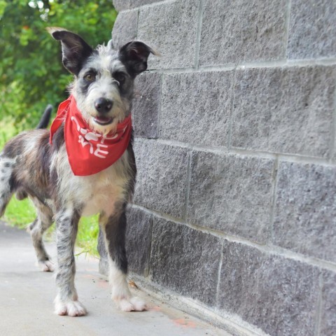 Fraggle, an adoptable Mixed Breed in Kailua Kona, HI, 96740 | Photo Image 3