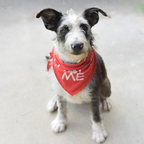 Fraggle, an adoptable Mixed Breed in Kailua Kona, HI, 96740 | Photo Image 4