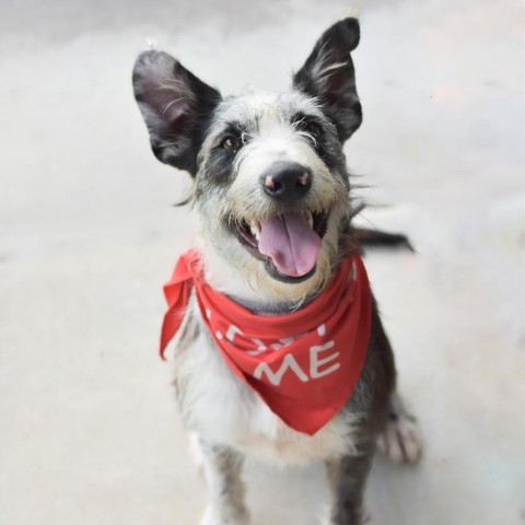 Fraggle, an adoptable Mixed Breed in Kailua Kona, HI, 96740 | Photo Image 5