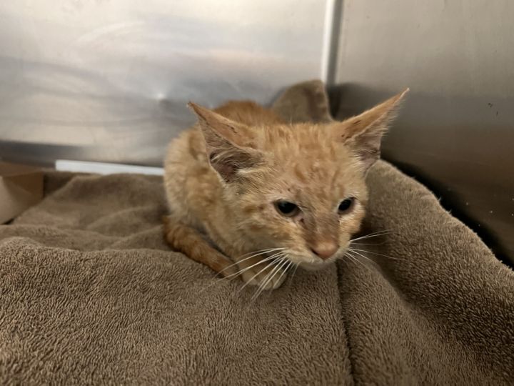 Cat for adoption Twister, a Domestic Short Hair in Farmers Branch, TX