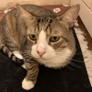 Meet Leo Your Future King of the Castle Leo is a big handsome boy with an eve