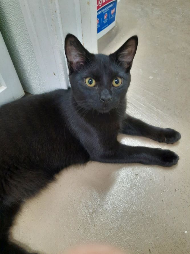 Cat for adoption Marble, a Domestic Short Hair in Gonic, NH Petfinder