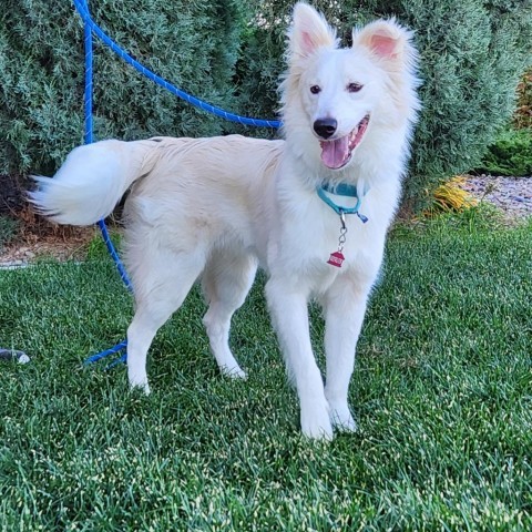 Polar, an adoptable Mixed Breed in Great Falls, MT, 59404 | Photo Image 1