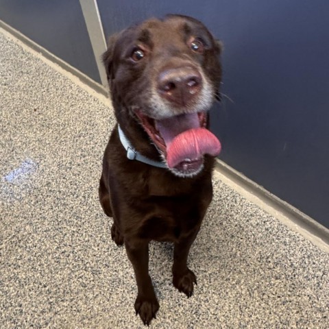 Drake, an adoptable Mixed Breed in Great Falls, MT, 59404 | Photo Image 2