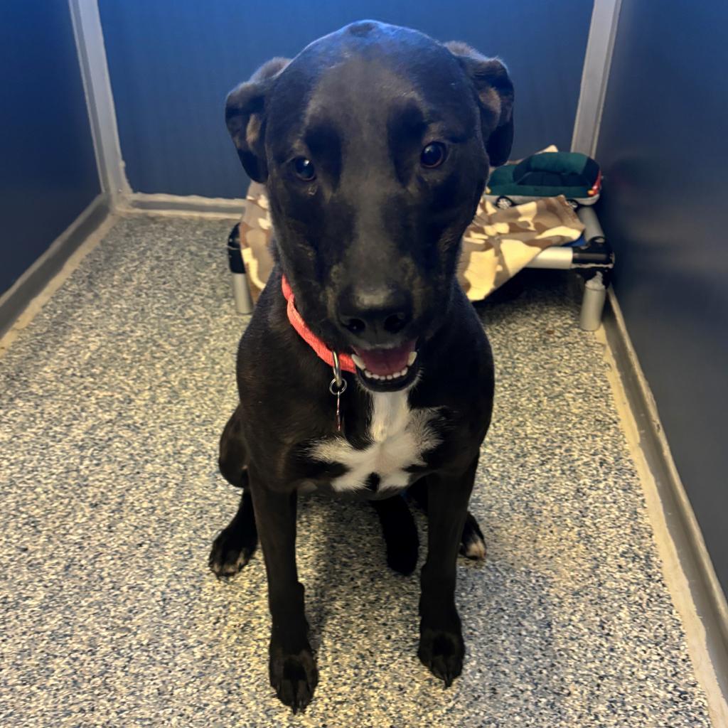 Gracie, an adoptable Mixed Breed in Great Falls, MT, 59404 | Photo Image 1