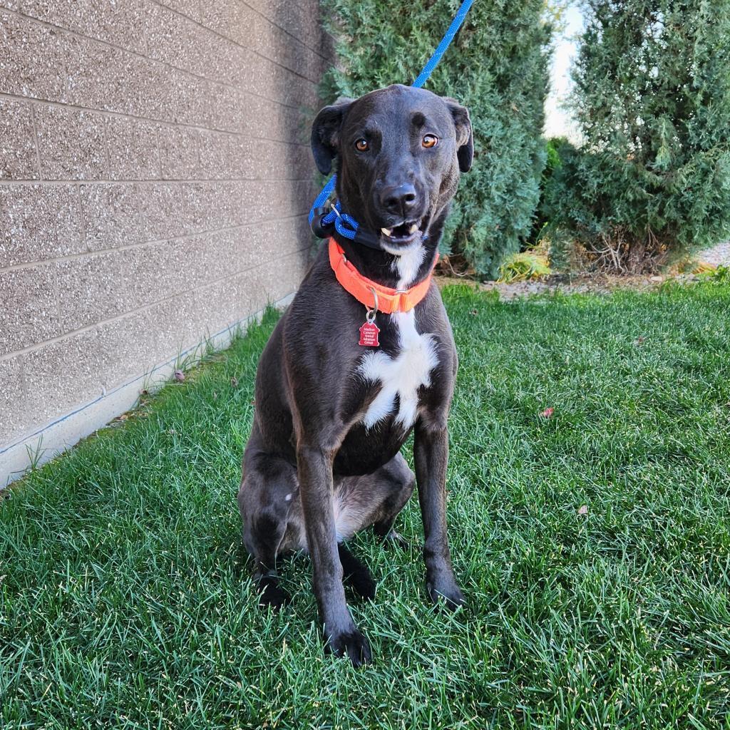 Gracie, an adoptable Mixed Breed in Great Falls, MT, 59404 | Photo Image 2