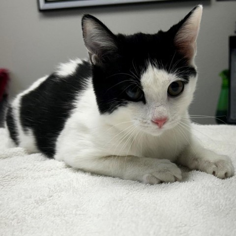 Eep, an adoptable Domestic Short Hair in Great Falls, MT, 59404 | Photo Image 1