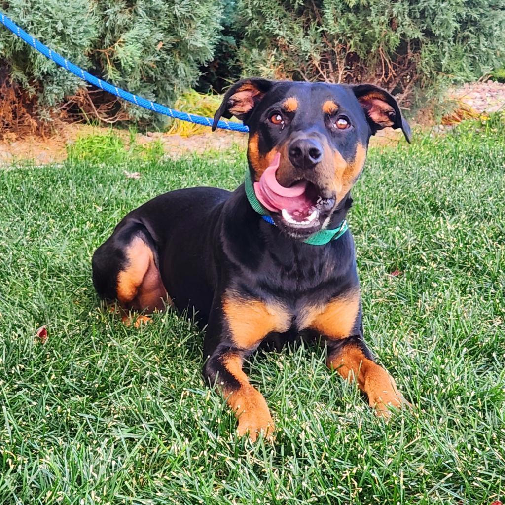 Ajax, an adoptable Mixed Breed in Great Falls, MT, 59404 | Photo Image 1