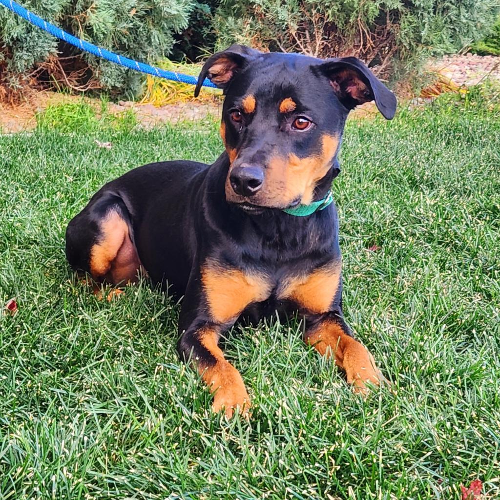 Ajax, an adoptable Mixed Breed in Great Falls, MT, 59404 | Photo Image 2