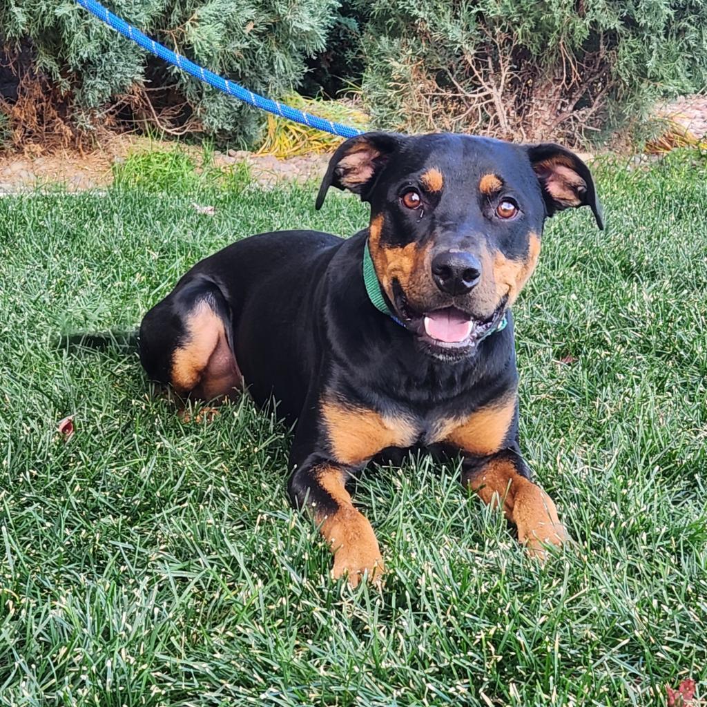 Ajax, an adoptable Mixed Breed in Great Falls, MT, 59404 | Photo Image 3