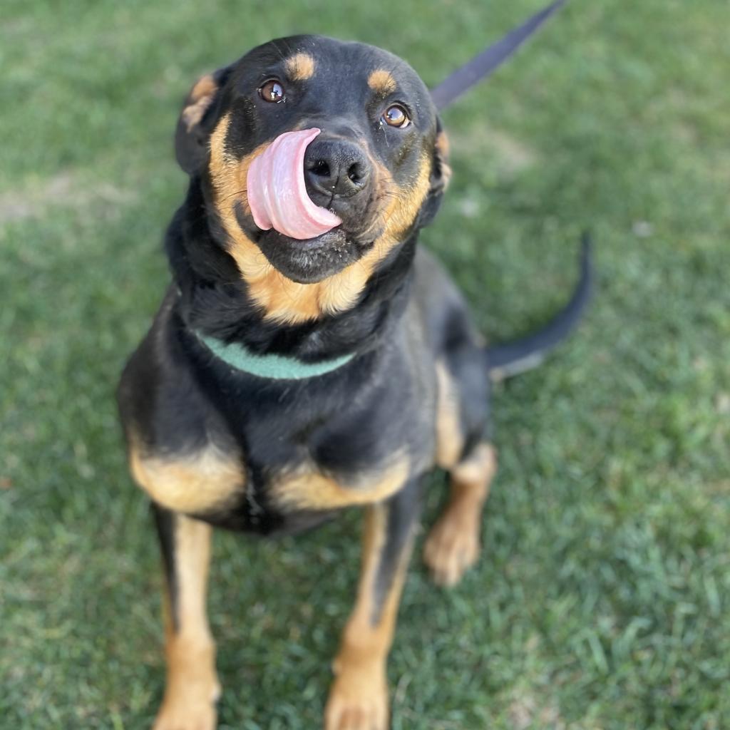 Ajax, an adoptable Mixed Breed in Great Falls, MT, 59404 | Photo Image 4