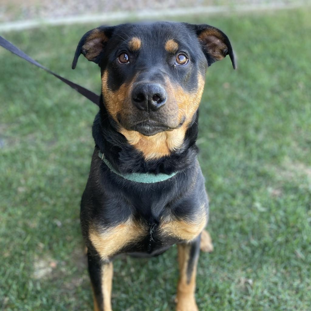 Ajax, an adoptable Mixed Breed in Great Falls, MT, 59404 | Photo Image 5