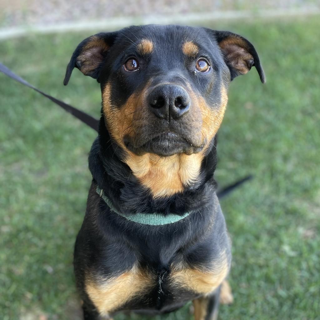 Ajax, an adoptable Mixed Breed in Great Falls, MT, 59404 | Photo Image 6