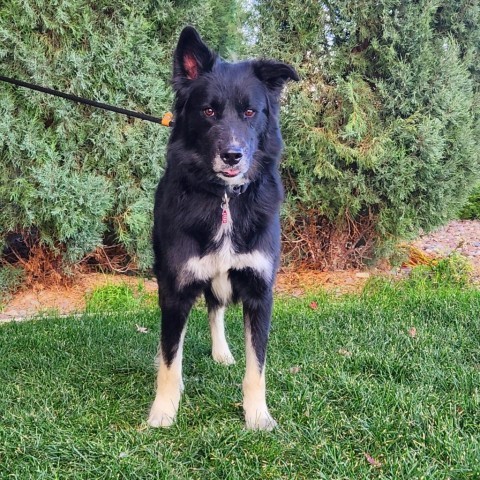 Balto, an adoptable Mixed Breed in Great Falls, MT, 59404 | Photo Image 1