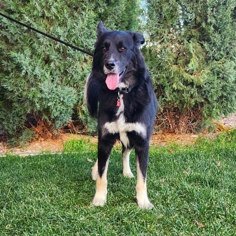 Balto, an adoptable Mixed Breed in Great Falls, MT, 59404 | Photo Image 2