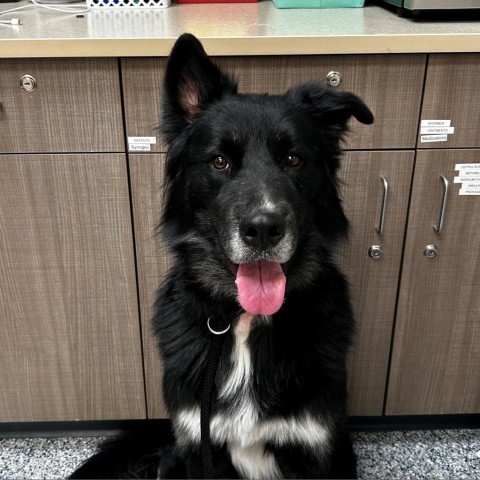 Balto, an adoptable Mixed Breed in Great Falls, MT, 59404 | Photo Image 3