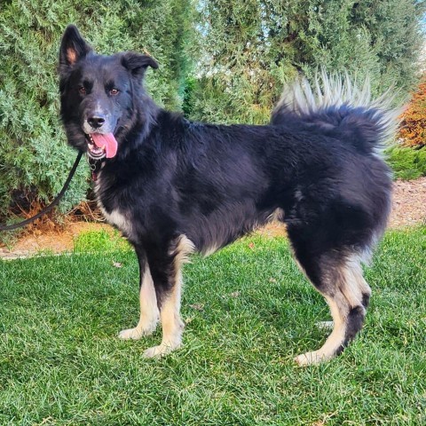 Balto, an adoptable Mixed Breed in Great Falls, MT, 59404 | Photo Image 4