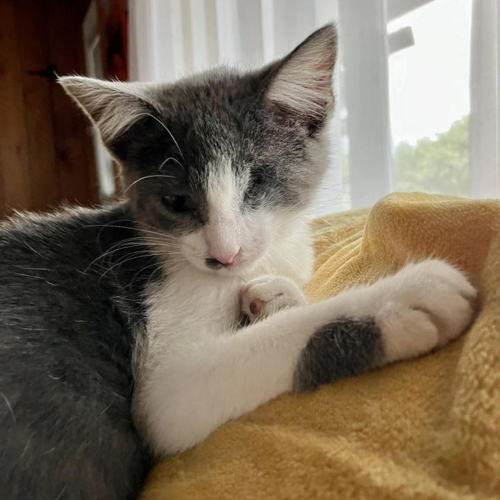 Cayenne - Sweet Kitten, Gentle Guy & Bonded w/ Daffy! Adopt $100 6