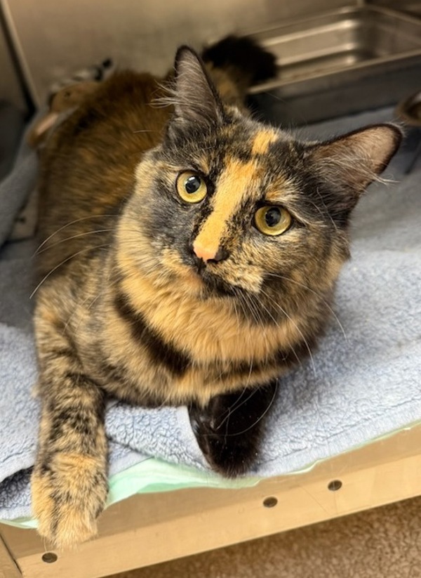 Esme, an adoptable Domestic Short Hair in Great Falls, MT, 59405 | Photo Image 1