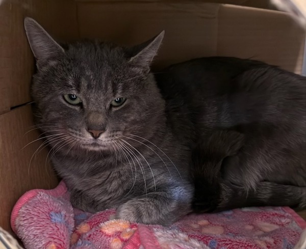 Guy, an adoptable Domestic Medium Hair in Great Falls, MT, 59405 | Photo Image 1