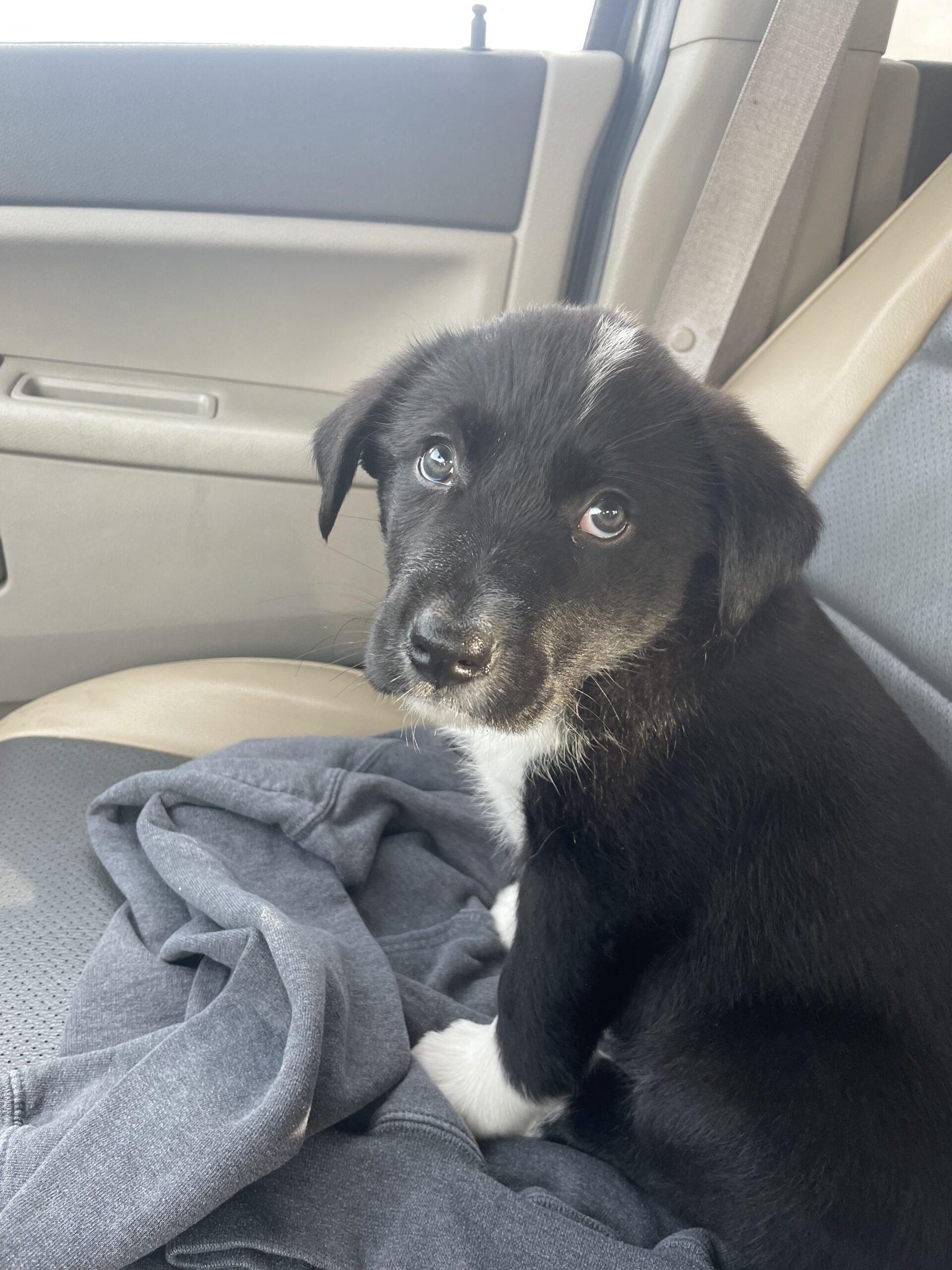 Jasper, an adoptable Border Collie, Labrador Retriever in Dillon, MT, 59725 | Photo Image 1