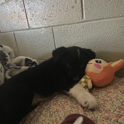 Jasper, an adoptable Border Collie, Labrador Retriever in Dillon, MT, 59725 | Photo Image 3