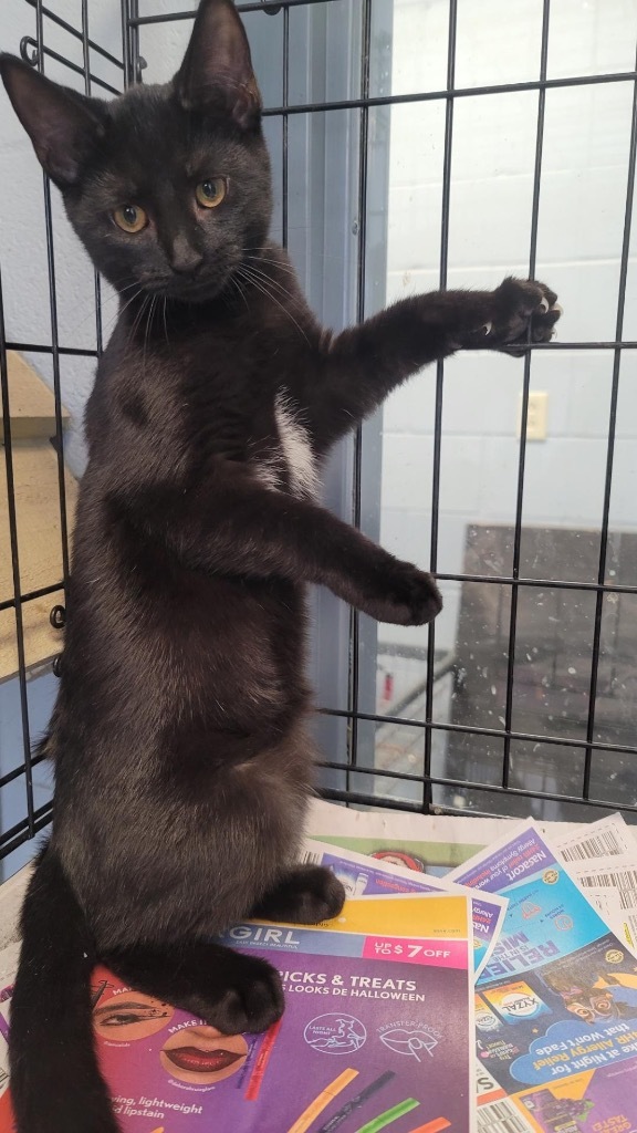 Bingo, an adoptable Domestic Short Hair in Greenwood, MS, 38930 | Photo Image 1